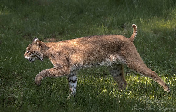 203 Bobcat (Lynx rufus) - Minnesota Wildlife Connection