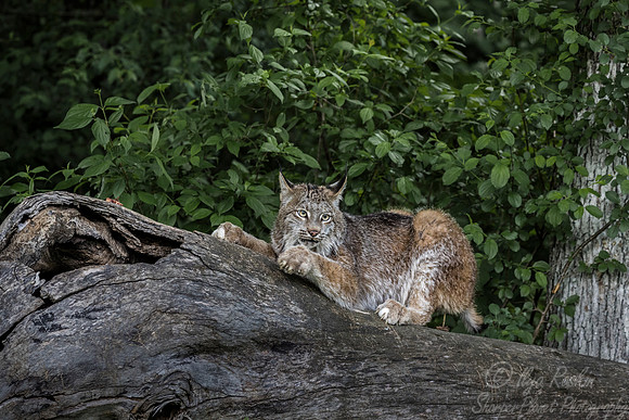 193 Canada Lynx (Lynx canadensis) - Minnesota Wildlife Connection