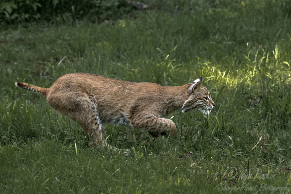 204 Bobcat (Lynx rufus) - Minnesota Wildlife Connection