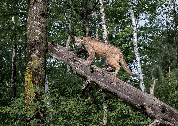 190 Mountain Lion or Cougar (Puma concolor) - Minnesota Wildlife Connection