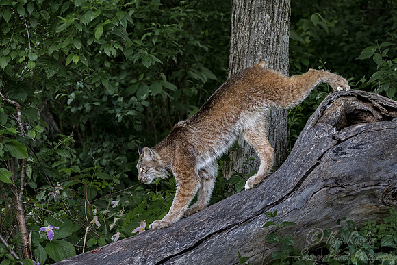 197 Canada Lynx (Lynx canadensis) - Minnesota Wildlife Connection