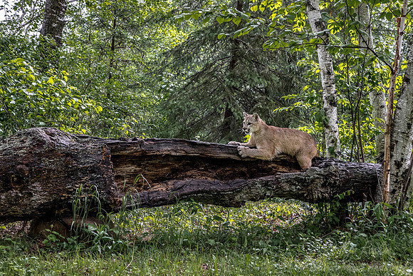 183 Mountain Lion or Cougar (Puma concolor) - Minnesota Wildlife Connection