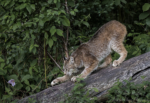 195 Canada Lynx (Lynx canadensis) - Minnesota Wildlife Connection