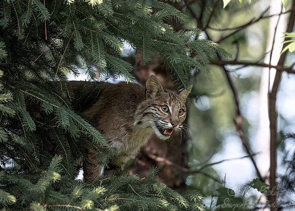 209 Bobcat (Lynx rufus) - Minnesota Wildlife Connection