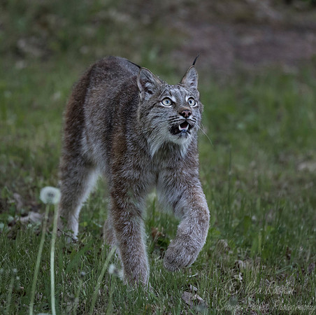 201 Canada Lynx (Lynx canadensis) - Minnesota Wildlife Connection