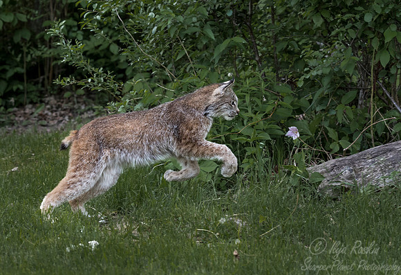 202 Canada Lynx (Lynx canadensis) - Minnesota Wildlife Connection