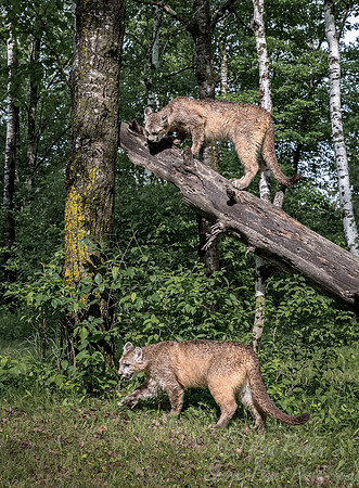 192 Mountain Lion or Cougar (Puma concolor) - Minnesota Wildlife Connection
