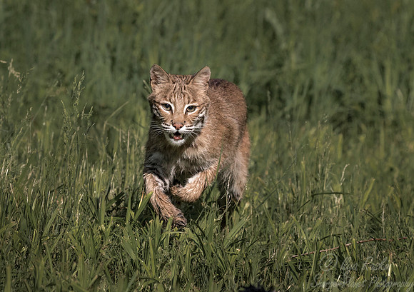 208 Bobcat (Lynx rufus) - Minnesota Wildlife Connection