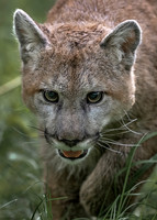 2018 Minnesota Felines