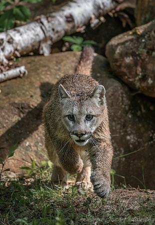 185 Mountain Lion or Cougar (Puma concolor) - Minnesota Wildlife Connection