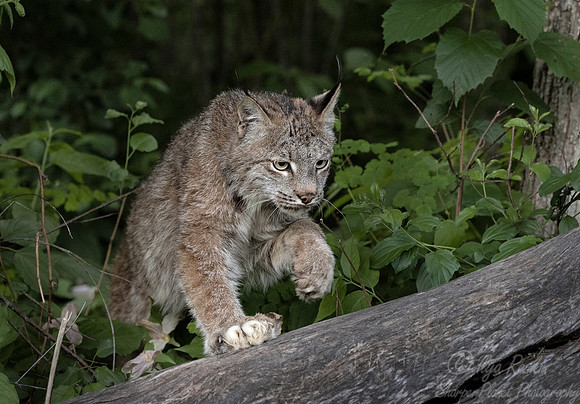 194 Canada Lynx (Lynx canadensis) - Minnesota Wildlife Connection