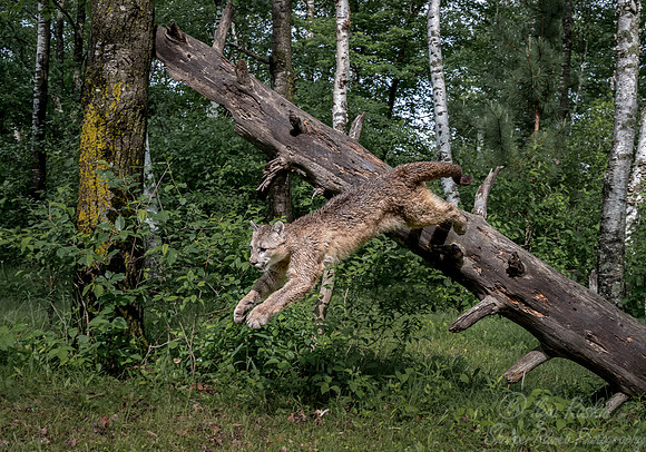191 Mountain Lion or Cougar (Puma concolor) - Minnesota Wildlife Connection