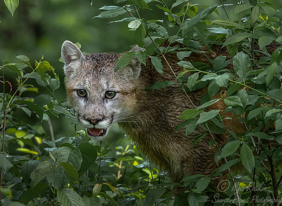 186 Mountain Lion or Cougar (Puma concolor) - Minnesota Wildlife Connection