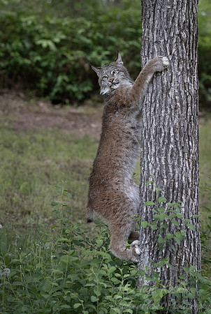 200 Canada Lynx (Lynx canadensis) - Minnesota Wildlife Connection