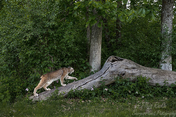 199 Canada Lynx (Lynx canadensis) - Minnesota Wildlife Connection