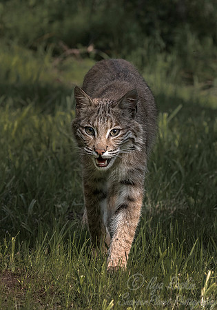 206 Bobcat (Lynx rufus) - Minnesota Wildlife Connection