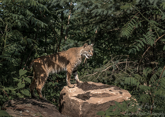 207 Bobcat (Lynx rufus) - Minnesota Wildlife Connection