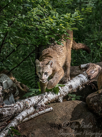 182 Mountain Lion or Cougar (Puma concolor) - Minnesota Wildlife Connection