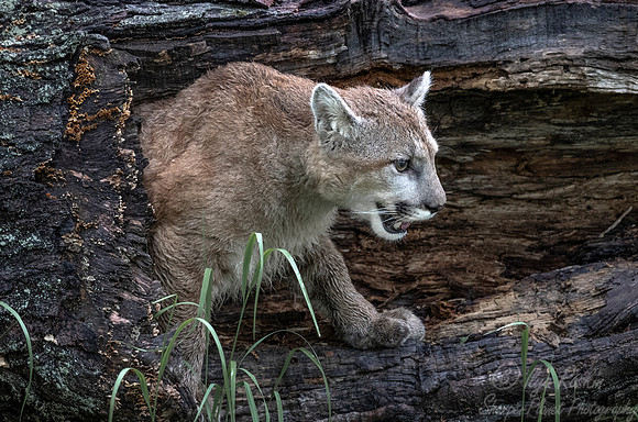 180 Mountain Lion or Cougar (Puma concolor) - Minnesota Wildlife Connection