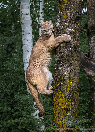 181 Mountain Lion or Cougar (Puma concolor) - Minnesota Wildlife Connection