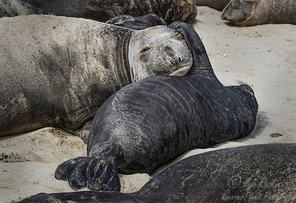183 Northern Elephant Seals (Mirounga angustirostris) - Point Reyes CA
