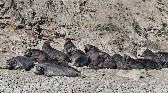 184 Northern Elephant Seals - pups (Mirounga angustirostris) - Point Reyes CA