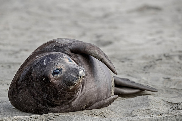 179 Northern Elephant Seal (Mirounga angustirostris) - Point Reyes CA