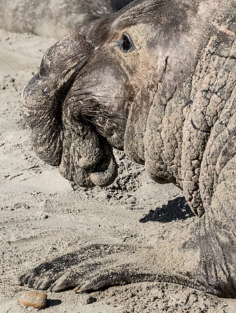 167 Northern Elephant Seal (Mirounga angustirostris) - Point Reyes CA