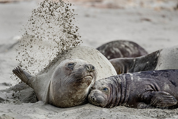 190 Northern Elephant Seals (Mirounga angustirostris) - Point Reyes CA