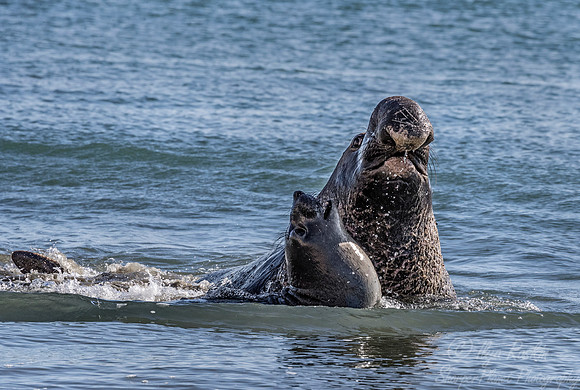 192 Northern Elephant Seals (Mirounga angustirostris) - Point Reyes CA