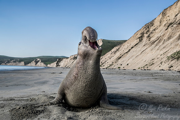 170 Northern Elephant Seal (Mirounga angustirostris) - Point Reyes CA