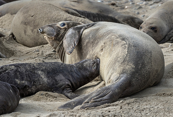 182 Northern Elephant Seals - feeding pup (Mirounga angustirostris) - Point Reyes CA