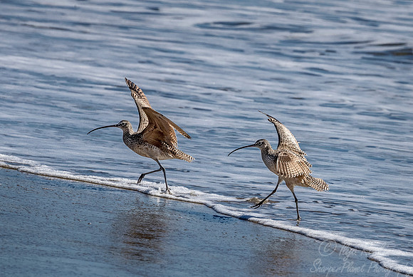 274 Long-billed Curlew (Numenius americanus) - Point Reyes CA