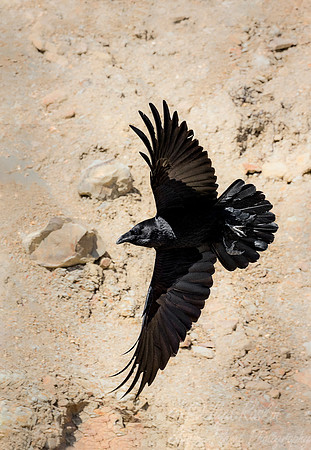 1087 Common Raven (Corvus corax) - Point Reyes CA