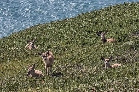 212 Mule Deer (Odocoileus hemionus) - Point Reyes CA