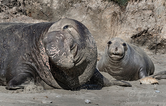 185 Northern Elephant Seals (Mirounga angustirostris) - Point Reyes CA