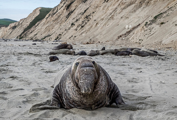 175 Northern Elephant Seals (Mirounga angustirostris) - Point Reyes CA