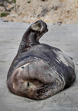 169 Northern Elephant Seal (Mirounga angustirostris) - Point Reyes CA