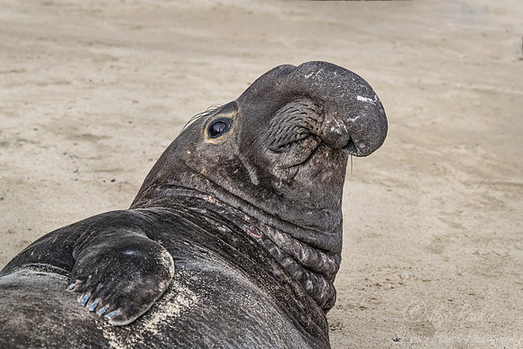 168 Northern Elephant Seal (Mirounga angustirostris) - Point Reyes CA