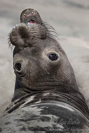 166 Northern Elephant Seal (Mirounga angustirostris) - Point Reyes CA