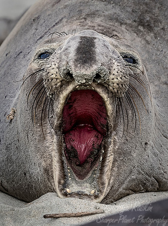 165 Northern Elephant Seal (Mirounga angustirostris) - Point Reyes CA