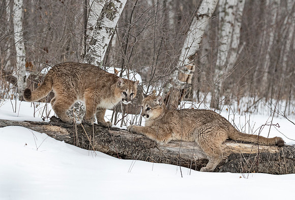 100 Mountain Lion or Cougar (Puma concolor) - Minnesota Wildlife Connection