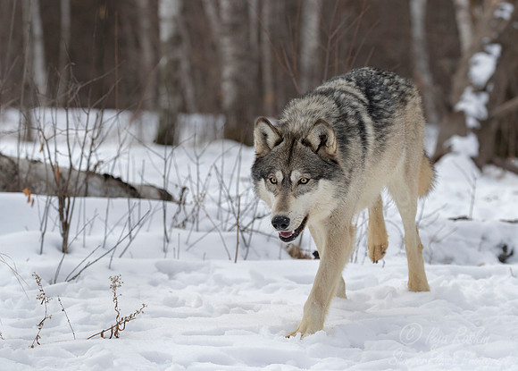 224 Gray Wolf (Canis lupus) - Minnesota Wildlife Connection