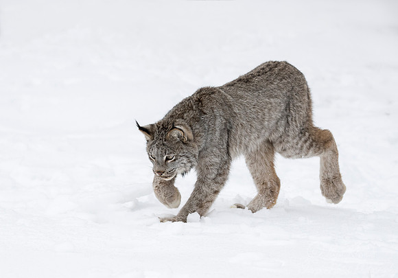 135 Canada Lynx (Lynx canadensis) - Minnesota Wildlife Connection