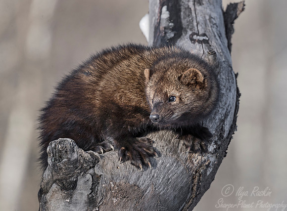 1126 Fisher (Pekania pennanti) - Minnesota Wildlife Connection