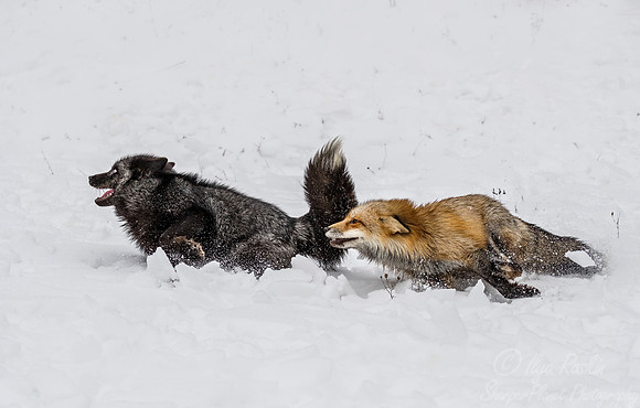 192 Red Foxes - red and silver morths (Vulpes vulpes) - Minnesota Wildlife Connection