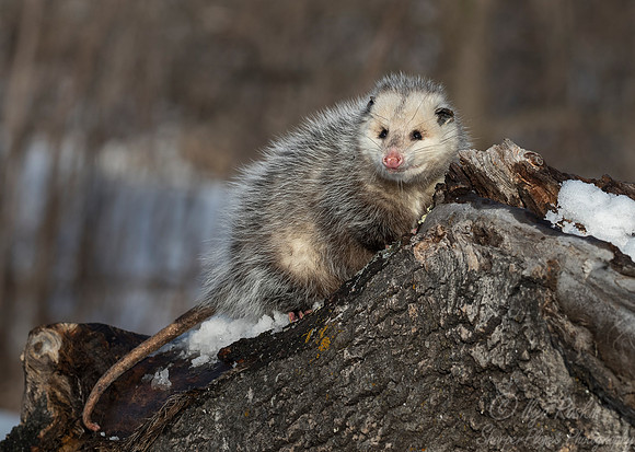 1129 North American Opossum (Didelphis virginiana) - Minnesota Wildlife Connection