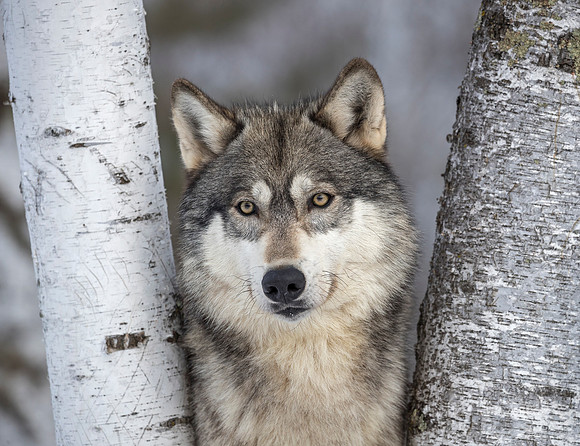 227 Gray Wolf (Canis lupus) - Minnesota Wildlife Connection