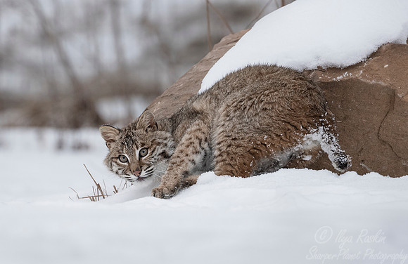 110 Bobcat (Lynx rufus) - Minnesota Wildlife Connection