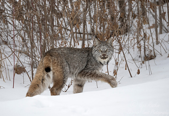 122 Canada Lynx (Lynx canadensis) - Minnesota Wildlife Connection